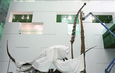 昨天，工作人員為即將亮相的恐龍骨架做最後安裝固定工作。範繼文攝/京華時報 <I>&#</I>13;<I>&#</I>13;